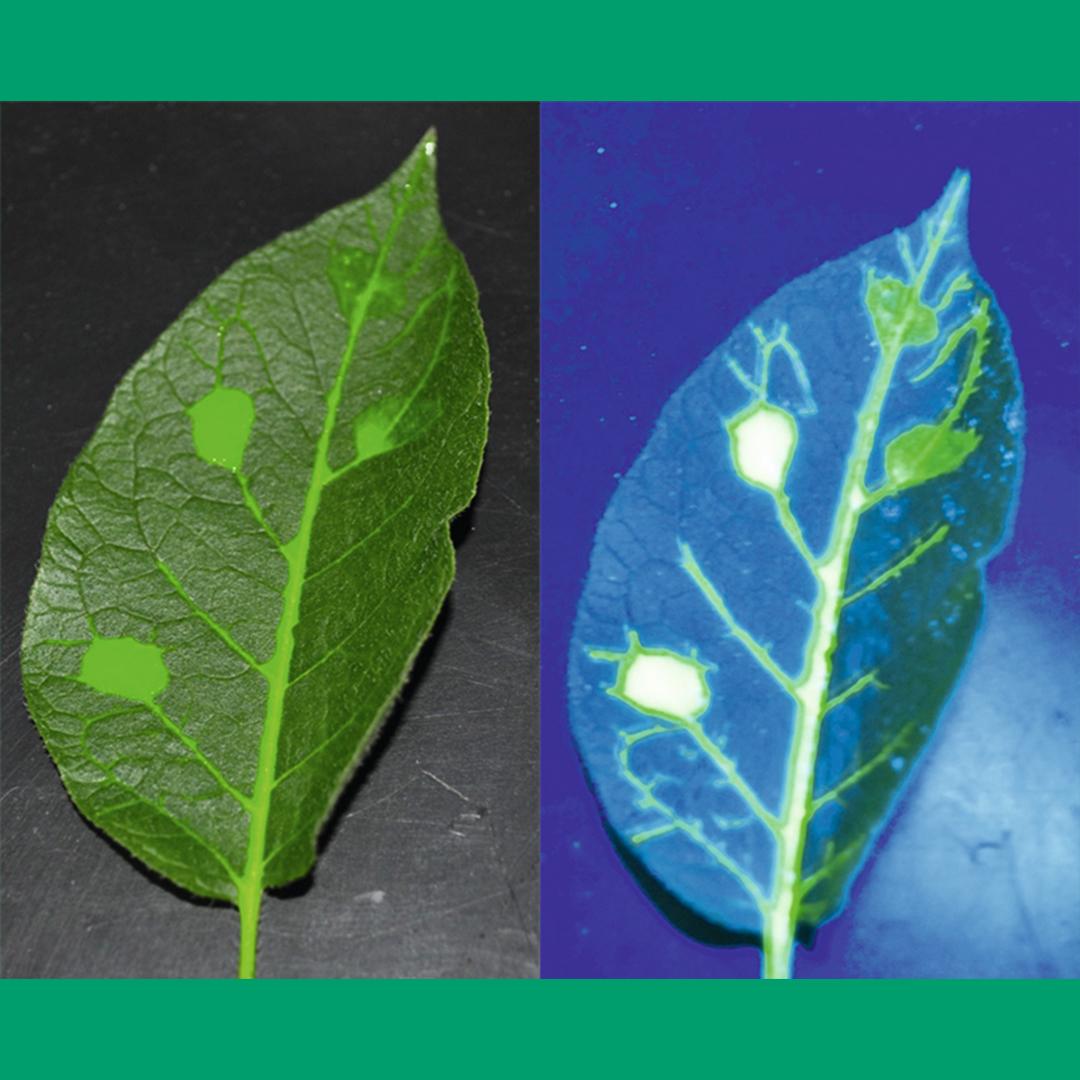 TourTurf® LPT Leaf Penetrant Technology